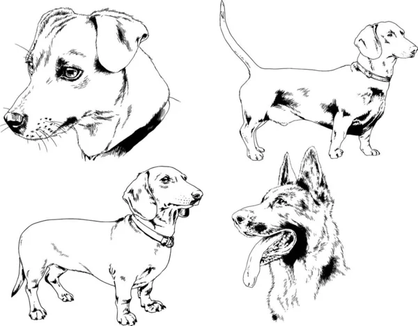 Dessins Vectoriels Croquis Chiens Pedigree Dans Les Supports Dessinés Encre — Image vectorielle