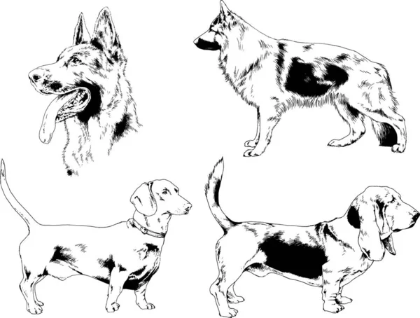 ベクター描画インクで手書きのラックの血統の犬をスケッチ 背景がないオブジェクト — ストックベクタ