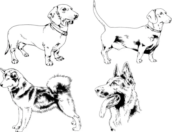 Desenhos Vetoriais Esboça Cães Pedigree Nas Prateleiras Desenhadas Tinta Mão —  Vetores de Stock