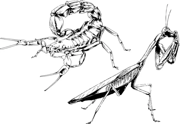 Disegni Vettoriali Schizzi Insetti Diversi Insetti Ragni Scorpioni Disegnati Mano — Vettoriale Stock