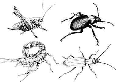 Vektör çizimleri farklı böcekler çizer. Akrepler, mürekkeple çizilen örümcekler, arka planı olmayan nesneler.