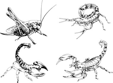 Vektör çizimleri farklı böcekler çizer. Akrepler, mürekkeple çizilen örümcekler, arka planı olmayan nesneler.