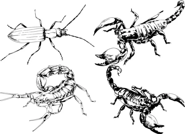 Desenhos Vetoriais Esboços Diferentes Insetos Insetos Escorpiões Aranhas Desenhadas Tinta —  Vetores de Stock