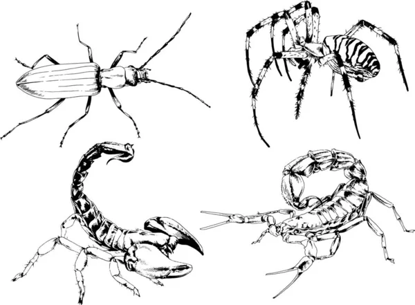 Desenhos Vetoriais Esboços Diferentes Insetos Insetos Escorpiões Aranhas Desenhadas Tinta —  Vetores de Stock