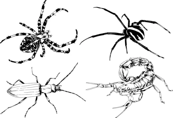 Vector Drawings Sketches Different Insects Bugs Scorpions Spiders Drawn Ink — Stock Vector