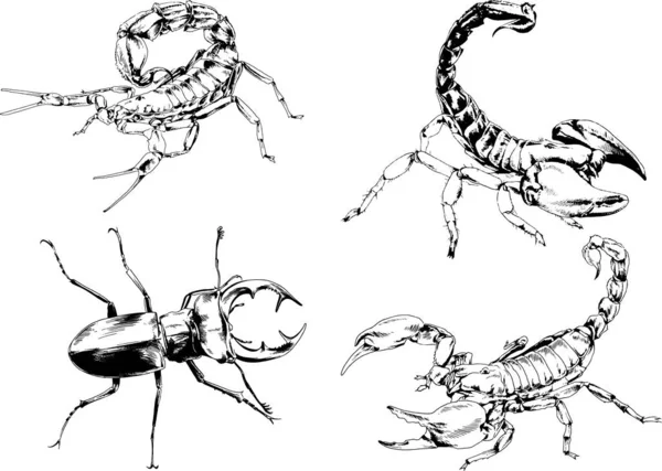 Vector Drawings Sketches Different Insects Bugs Scorpions Spiders Drawn Ink — Stock Vector