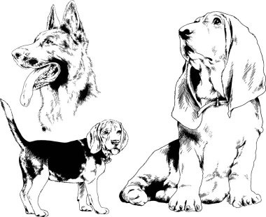 vektör çizim cins köpekler mürekkeple elle çizilmiş raflar içinde skeçler, arka plan ile obje