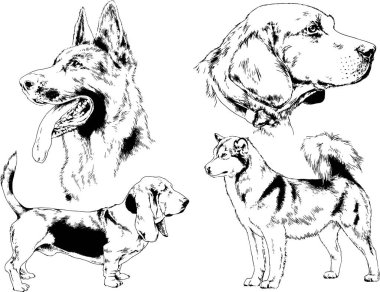 vektör çizim cins köpekler mürekkeple elle çizilmiş raflar içinde skeçler, arka plan ile obje