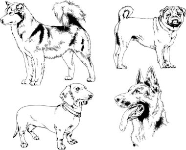 vektör çizim cins köpekler mürekkeple elle çizilmiş raflar içinde skeçler, arka plan ile obje