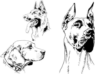 vektör çizim cins köpekler mürekkeple elle çizilmiş raflar içinde skeçler, arka plan ile obje