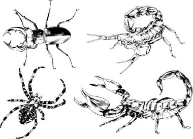 Vektör çizimleri farklı böcekler çizer. Akrepler, mürekkeple çizilen örümcekler, arka planı olmayan nesneler.