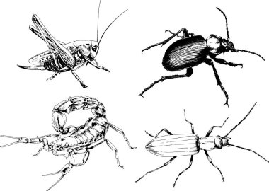Vektör çizimleri farklı böcekler çizer. Akrepler, mürekkeple çizilen örümcekler, arka planı olmayan nesneler.