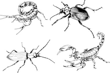 Vektör çizimleri farklı böcekler çizer. Akrepler, mürekkeple çizilen örümcekler, arka planı olmayan nesneler.