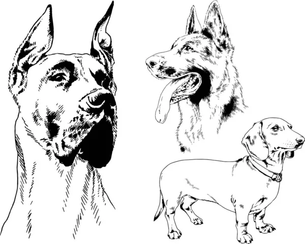 Dessins Vectoriels Croquis Chiens Pedigree Dans Les Supports Dessinés Encre — Image vectorielle