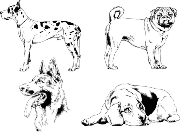 Dibujos Vectoriales Bocetos Pedigrí Perros Los Bastidores Dibujados Tinta Mano — Vector de stock