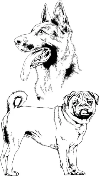 Dessins Vectoriels Croquis Chiens Pedigree Dans Les Supports Dessinés Encre — Image vectorielle