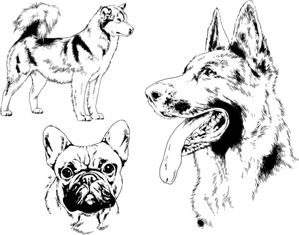 Dibujos Vectoriales Bocetos Pedigrí Perros Los Bastidores Dibujados Tinta Mano — Vector de stock