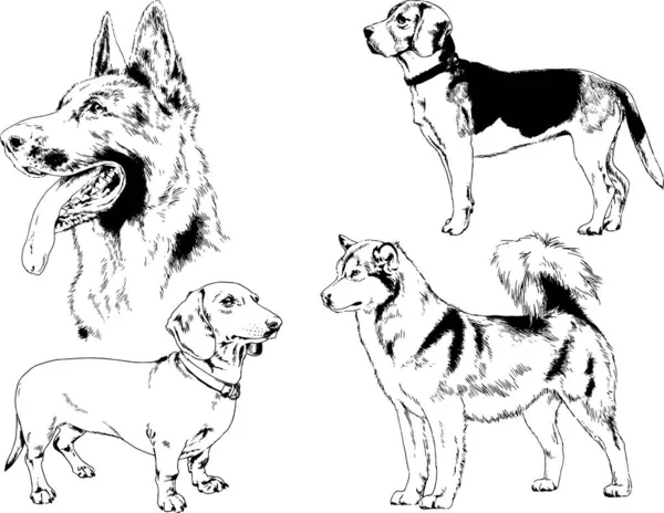 Dessins Vectoriels Croquis Chiens Pedigree Dans Les Supports Dessinés Encre — Image vectorielle