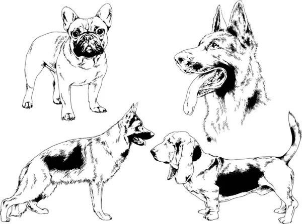 Dibujos Vectoriales Bocetos Pedigrí Perros Los Bastidores Dibujados Tinta Mano — Archivo Imágenes Vectoriales