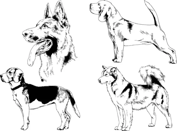 Desenhos Vetoriais Esboça Cães Pedigree Nas Prateleiras Desenhadas Tinta Mão —  Vetores de Stock