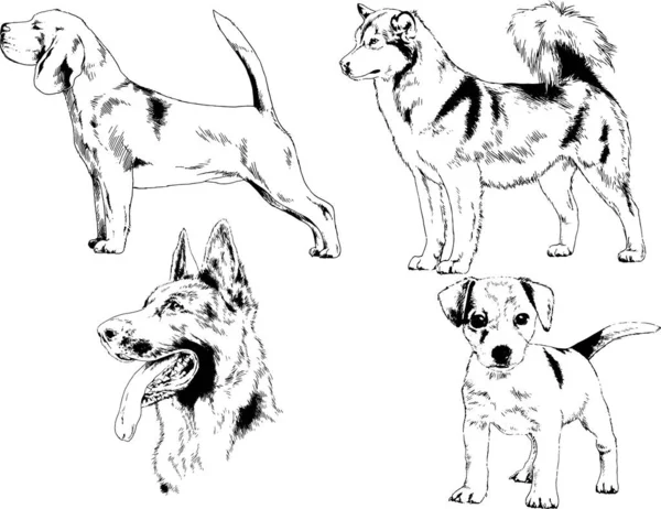 ベクター描画インクで手書きのラックの血統の犬をスケッチ 背景がないオブジェクト — ストックベクタ