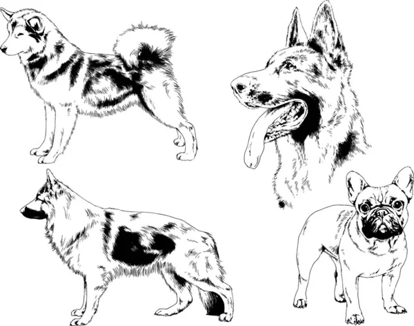 Dibujos Vectoriales Bocetos Pedigrí Perros Los Bastidores Dibujados Tinta Mano — Archivo Imágenes Vectoriales