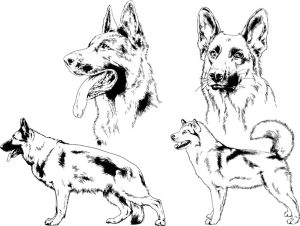 ベクター描画インクで手書きのラックの血統の犬をスケッチ 背景がないオブジェクト — ストックベクタ