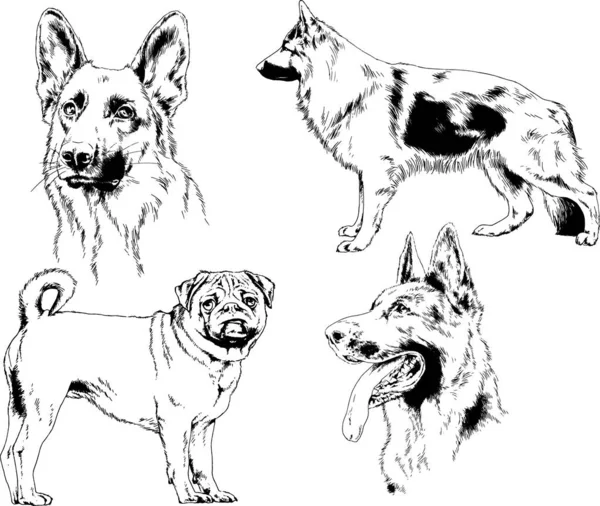 Dibujos Vectoriales Bocetos Pedigrí Perros Los Bastidores Dibujados Tinta Mano — Archivo Imágenes Vectoriales