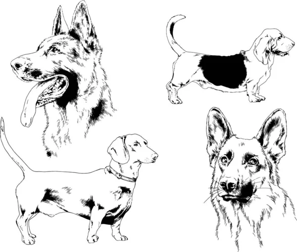 Desenhos Vetoriais Esboça Cães Pedigree Nas Prateleiras Desenhadas Tinta Mão —  Vetores de Stock