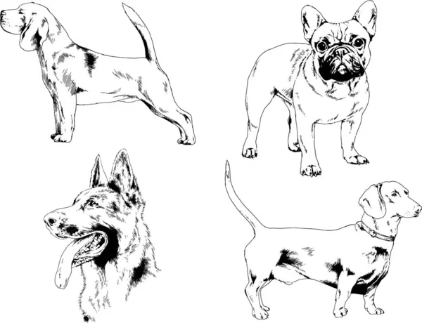 ベクター描画インクで手書きのラックの血統の犬をスケッチ 背景がないオブジェクト — ストックベクタ