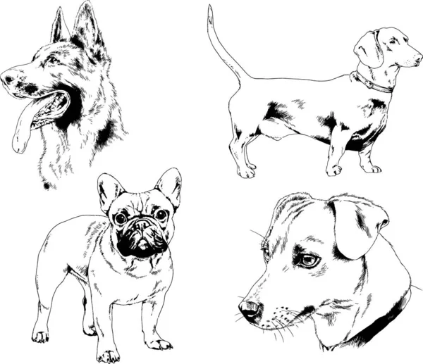 Vector Drawings Sketches Pedigree Dogs Racks Drawn Ink Hand Objects — Stock Vector
