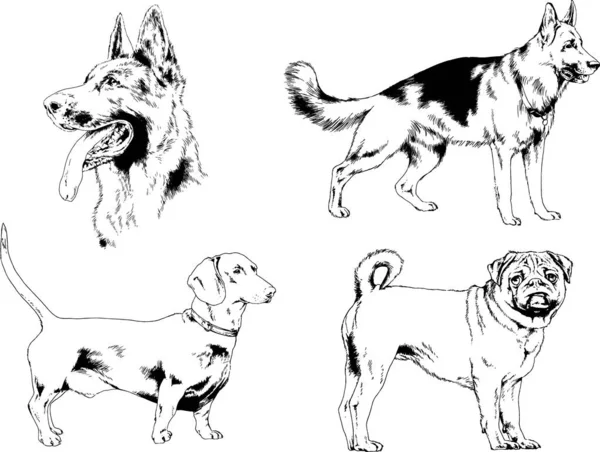 Desenhos Vetoriais Esboça Cães Pedigree Nas Prateleiras Desenhadas Tinta Mão — Vetor de Stock