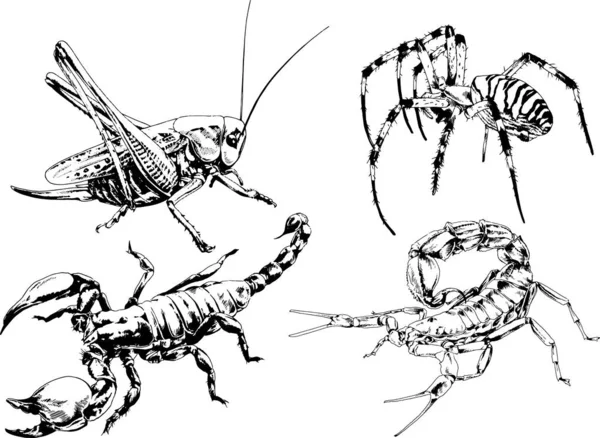 Vector Drawings Sketches Different Insects Bugs Scorpions Spiders Drawn Ink — Stock Vector