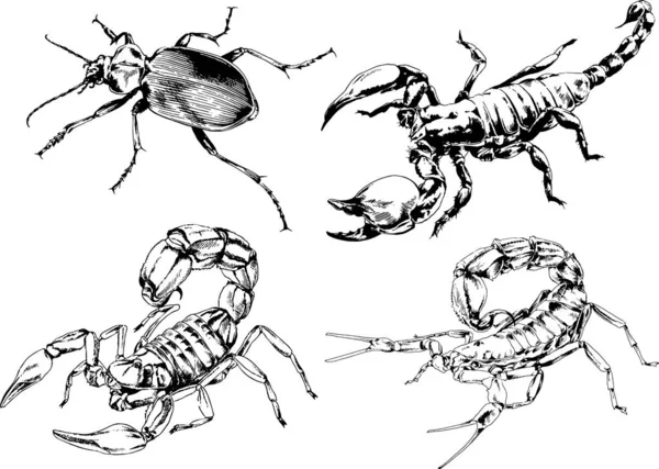 Dessins Vectoriels Esquisse Différents Insectes Insectes Scorpions Araignées Dessinées Encre — Image vectorielle