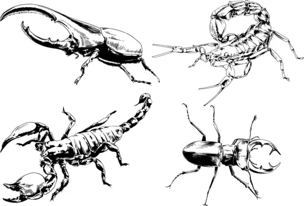 Desenhos Vetoriais Esboços Diferentes Insetos Insetos Escorpiões Aranhas Desenhadas Tinta —  Vetores de Stock