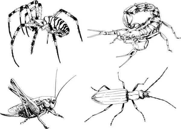 Dessins Vectoriels Esquisse Différents Insectes Insectes Scorpions Araignées Dessinées Encre — Image vectorielle