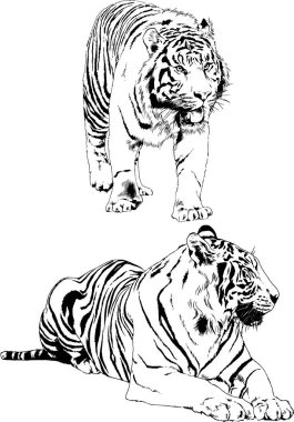 Yırtıcıların temasındaki vektör çizimleri mürekkep dövmeli logolarla elle çizilir.