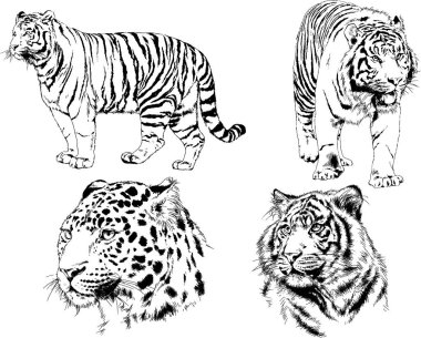 Yırtıcıların temasındaki vektör çizimleri mürekkep dövmeli logolarla elle çizilir.