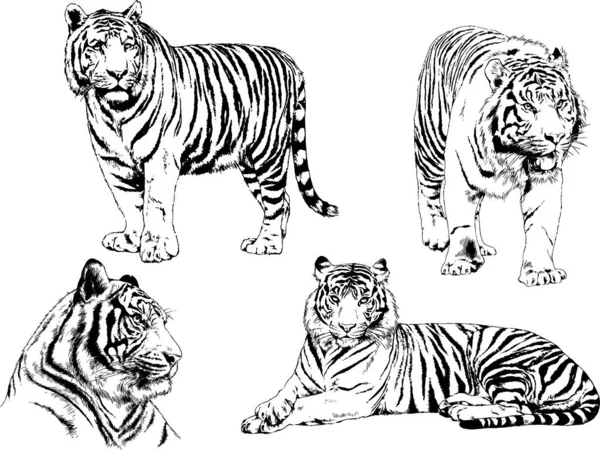 Set Vector Drawings Theme Predators Tigers Drawn Hand Ink Tattoo — Stock Vector