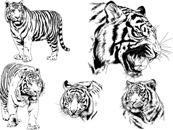 Conjunto Dibujos Vectoriales Sobre Tema Los Depredadores Tigres Dibujan Mano — Vector de stock