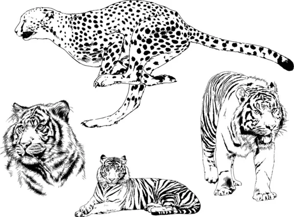 Набір Векторних Малюнків Тему Хижаків Тигри Намальовані Вручну Логотипами Татуювання — стоковий вектор