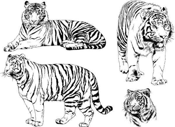 Conjunto Dibujos Vectoriales Sobre Tema Los Depredadores Tigres Dibujan Mano — Vector de stock