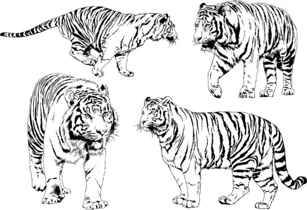 Conjunto Dibujos Vectoriales Sobre Tema Los Depredadores Tigres Dibujan Mano — Archivo Imágenes Vectoriales