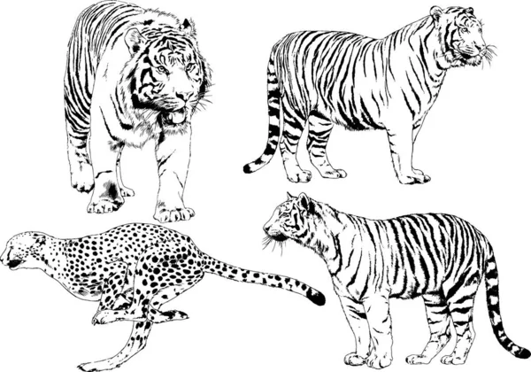 Set Vector Drawings Theme Predators Tigers Drawn Hand Ink Tattoo — Stock Vector