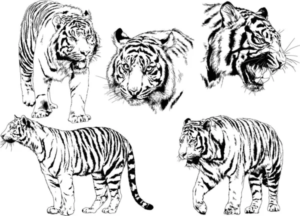 Conjunto Dibujos Vectoriales Sobre Tema Los Depredadores Tigres Dibujan Mano — Vector de stock