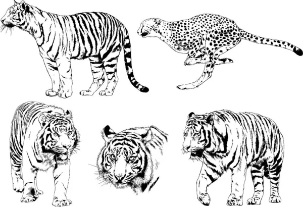 Set Vector Drawings Theme Predators Tigers Drawn Hand Ink Tattoo — Stock Vector