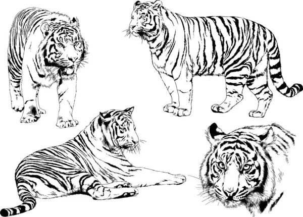 Set Vector Drawings Theme Predators Tigers Drawn Hand Ink Tattoo — Stock Vector