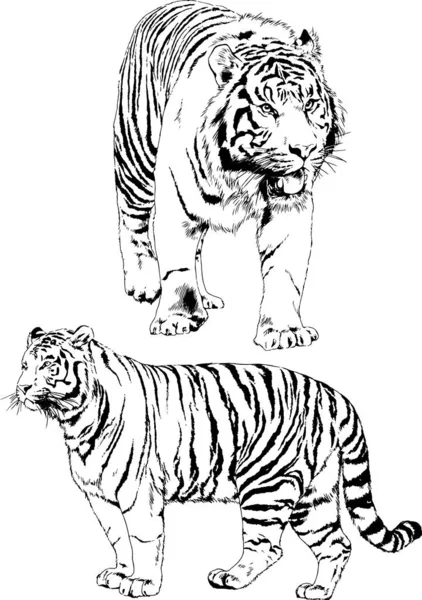 Σύνολο Διανυσματικών Σχεδίων Στο Θέμα Των Θηρευτών Τίγρεις Σχεδιάζονται Χέρι — Διανυσματικό Αρχείο