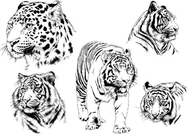 Set Vector Drawings Theme Predators Tigers Drawn Hand Ink Tattoo — Stock Vector