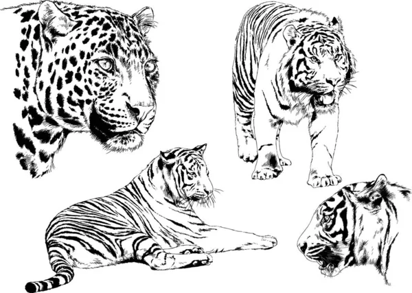 Conjunto Dibujos Vectoriales Sobre Tema Los Depredadores Tigres Dibujan Mano — Vector de stock